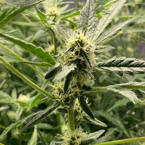 Gorilla Glue #4 x Tangie (Blue) growlog timeline photo