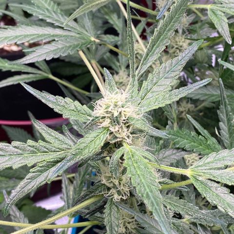 Gorilla Glue #4 x Tangie (Blue) growlog timeline photo