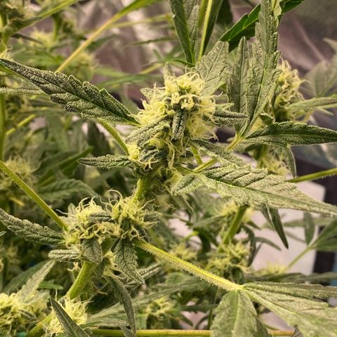 Gorilla Glue #4 x Tangie (Blue) growlog timeline photo