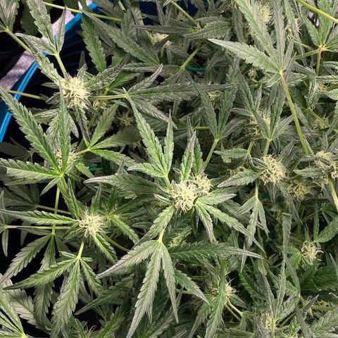 Gorilla Glue #4 x Tangie (Blue) growlog timeline photo