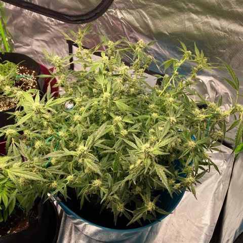 Gorilla Glue #4 x Tangie (Blue) growlog photo: Heavy trim