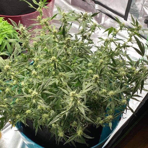 Gorilla Glue #4 x Tangie (Blue) growlog photo: Heavy trim