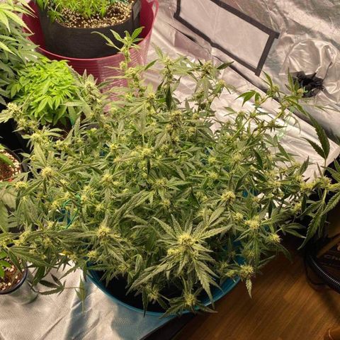 Gorilla Glue #4 x Tangie (Blue) growlog photo: Heavy trim