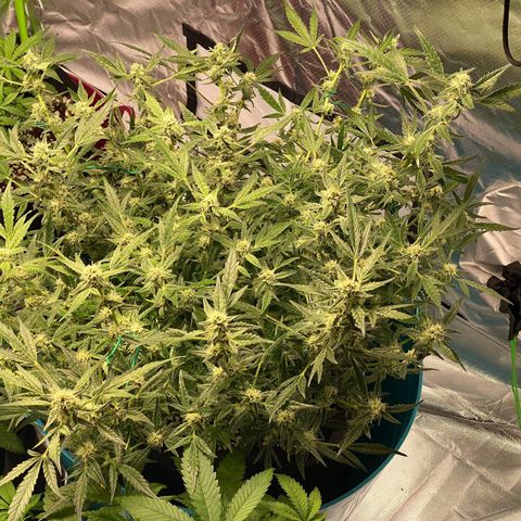 Gorilla Glue #4 x Tangie (Blue) growlog timeline photo