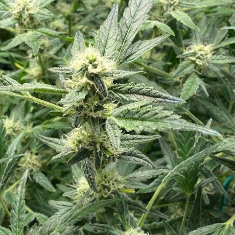 Gorilla Glue #4 x Tangie (Blue) growlog timeline photo