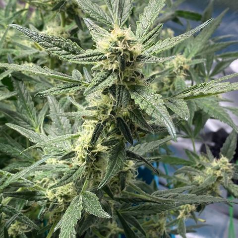Gorilla Glue #4 x Tangie (Blue) growlog timeline photo