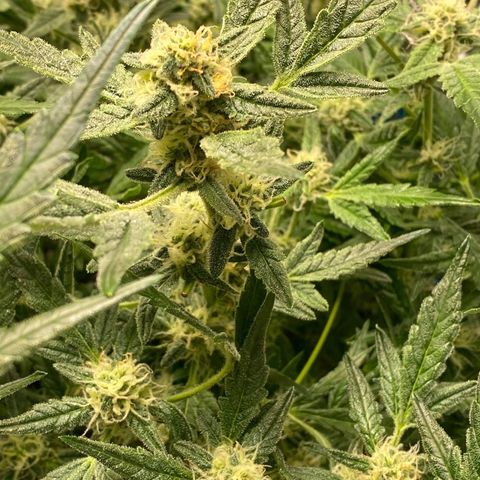 Gorilla Glue #4 x Tangie (Blue) growlog timeline photo