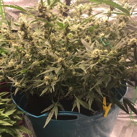 Gorilla Glue #4 x Tangie (Blue) growlog timeline photo