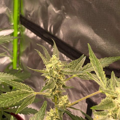 Gorilla Glue #4 x Tangie (Blue) growlog timeline photo