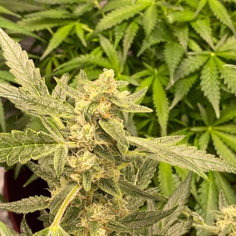 Gorilla Glue #4 x Tangie (Blue) growlog timeline photo