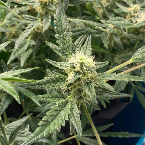 Gorilla Glue #4 x Tangie (Blue) growlog timeline photo