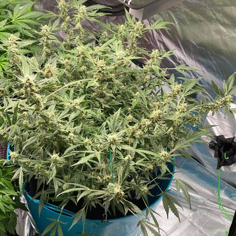 Gorilla Glue #4 x Tangie (Blue) growlog timeline photo