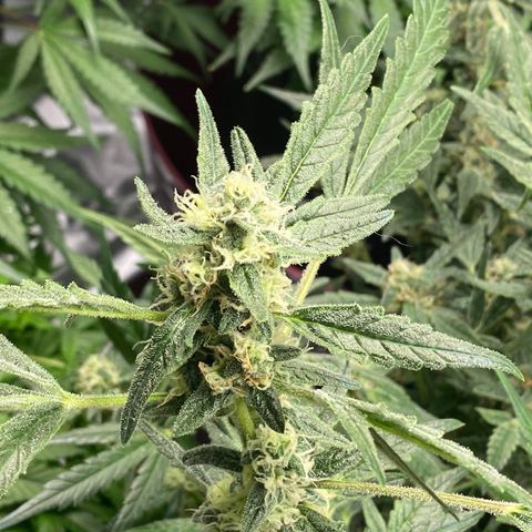 Gorilla Glue #4 x Tangie (Blue) growlog timeline photo