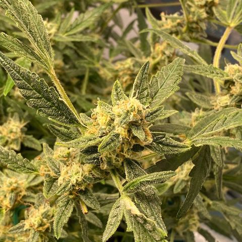 Gorilla Glue #4 x Tangie (Blue) growlog timeline photo