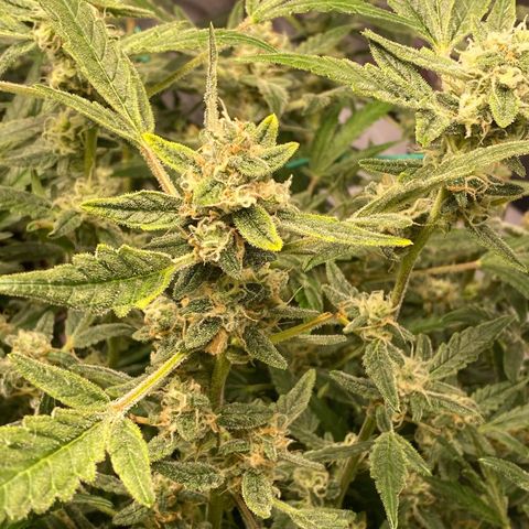 Gorilla Glue #4 x Tangie (Blue) growlog timeline photo