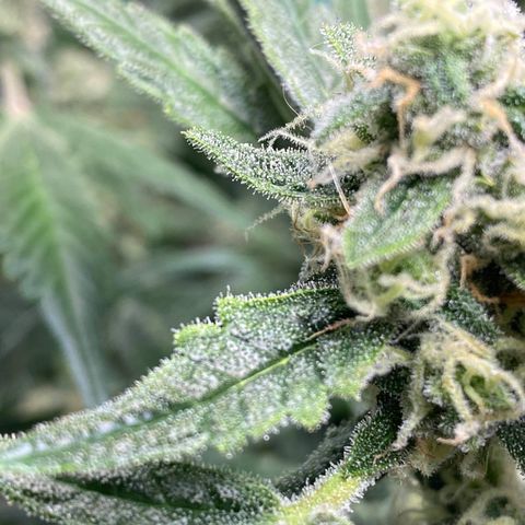 Gorilla Glue #4 x Tangie (Blue) growlog timeline photo