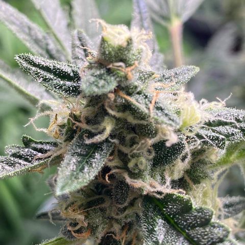 Gorilla Glue #4 x Tangie (Blue) growlog timeline photo