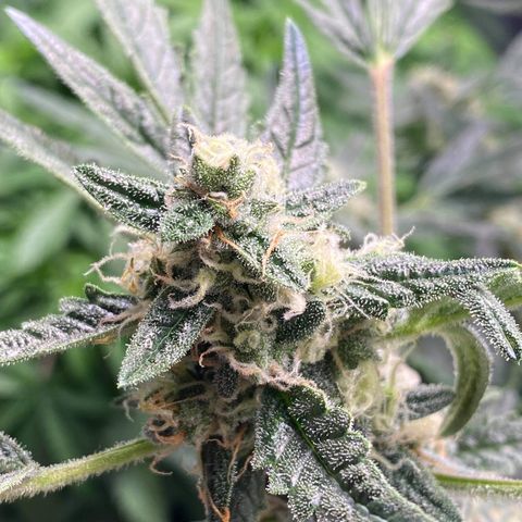 Gorilla Glue #4 x Tangie (Blue) growlog timeline photo