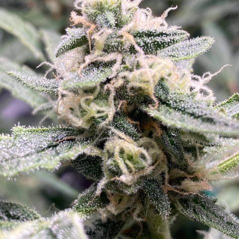 Gorilla Glue #4 x Tangie (Blue) growlog timeline photo