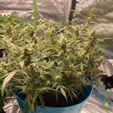 Gorilla Glue #4 x Tangie (Blue) growlog timeline photo