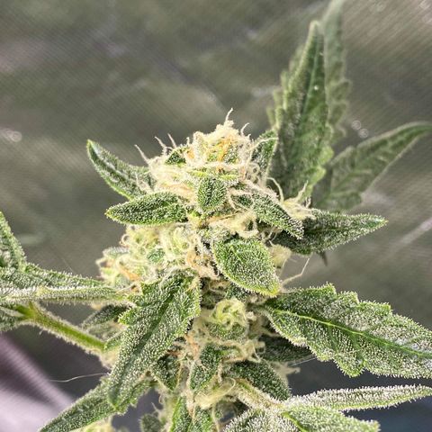 Gorilla Glue #4 x Tangie (Blue) growlog timeline photo