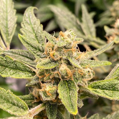 Gorilla Glue #4 x Tangie (Blue) growlog timeline photo