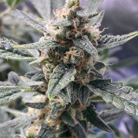 Gorilla Glue #4 x Tangie (Blue) growlog timeline photo