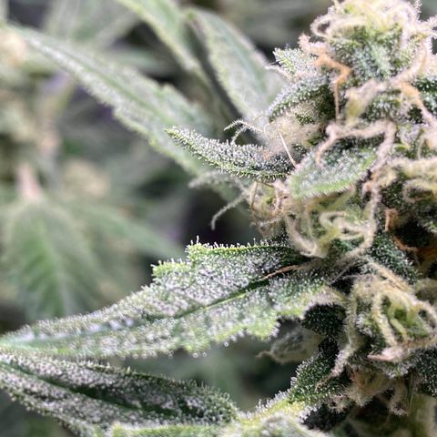 Gorilla Glue #4 x Tangie (Blue) growlog timeline photo