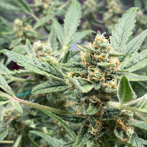 Gorilla Glue #4 x Tangie (Blue) growlog timeline photo