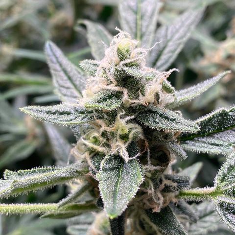 Gorilla Glue #4 x Tangie (Blue) growlog timeline photo