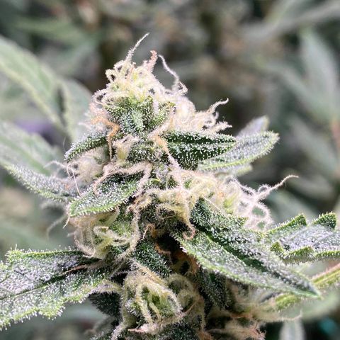 Gorilla Glue #4 x Tangie (Blue) growlog timeline photo