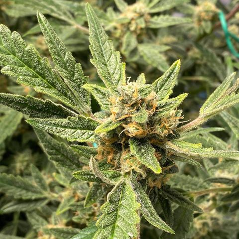 Gorilla Glue #4 x Tangie (Blue) growlog timeline photo