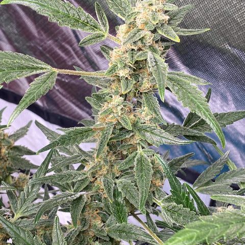 Gorilla Glue #4 x Tangie (Blue) growlog timeline photo