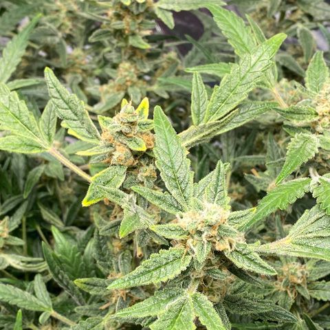 Gorilla Glue #4 x Tangie (Blue) growlog timeline photo