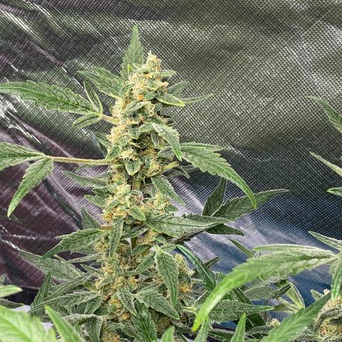 Gorilla Glue #4 x Tangie (Blue) growlog timeline photo