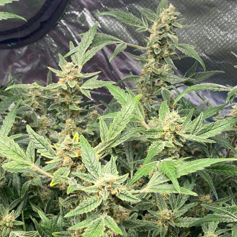 Gorilla Glue #4 x Tangie (Blue) growlog timeline photo