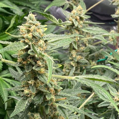 Gorilla Glue #4 x Tangie (Blue) growlog timeline photo