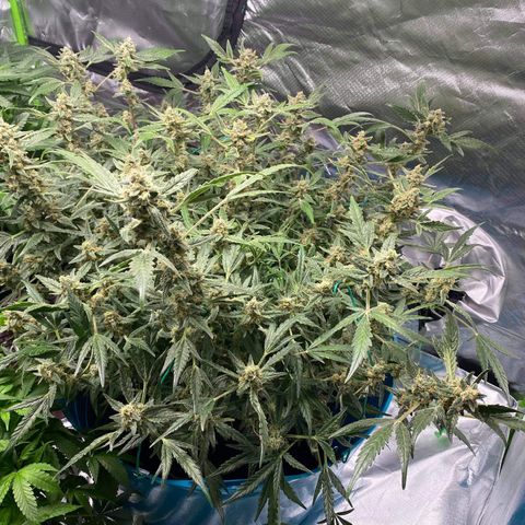 Gorilla Glue #4 x Tangie (Blue) growlog timeline photo