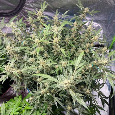 Gorilla Glue #4 x Tangie (Blue) growlog timeline photo