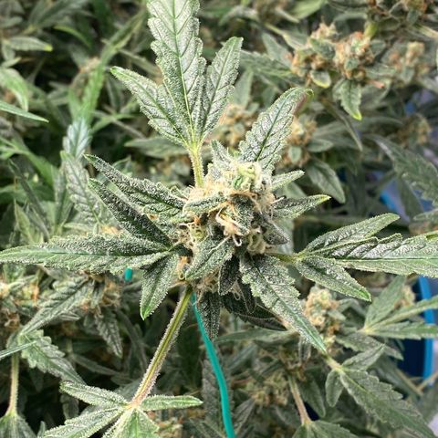 Gorilla Glue #4 x Tangie (Blue) growlog timeline photo