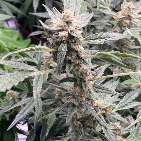 Gorilla Glue #4 x Tangie (Blue) growlog timeline photo