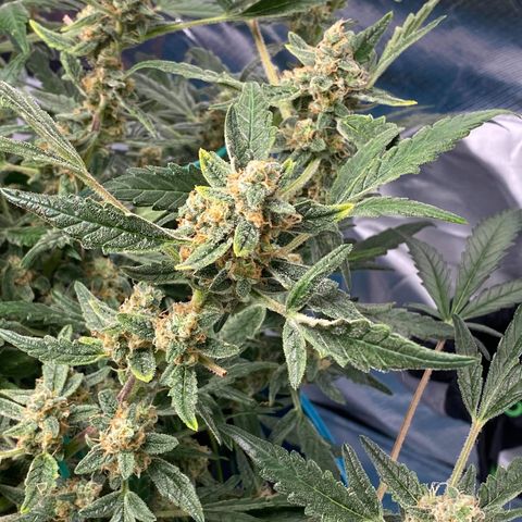 Gorilla Glue #4 x Tangie (Blue) growlog timeline photo