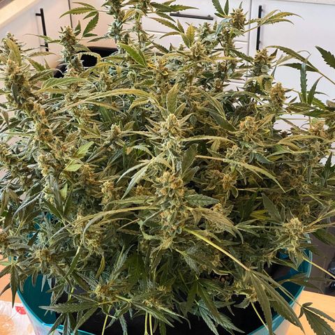 Gorilla Glue #4 x Tangie (Blue) growlog timeline photo