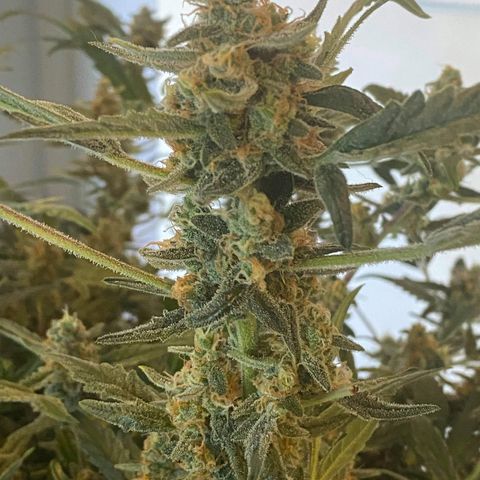 Gorilla Glue #4 x Tangie (Blue) growlog timeline photo