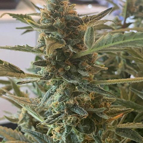 Gorilla Glue #4 x Tangie (Blue) growlog timeline photo