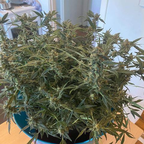 Gorilla Glue #4 x Tangie (Blue) growlog timeline photo