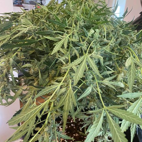 Gorilla Glue #4 x Tangie (Blue) growlog timeline photo