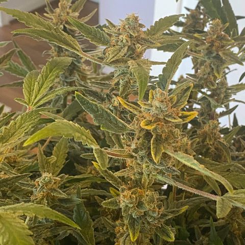 Gorilla Glue #4 x Tangie (Blue) growlog timeline photo
