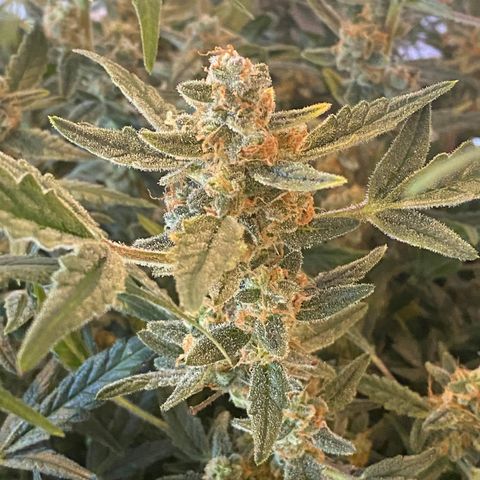 Gorilla Glue #4 x Tangie (Blue) growlog timeline photo