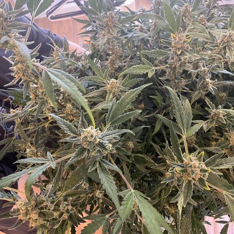 Gorilla Glue #4 x Tangie (Blue) growlog timeline photo